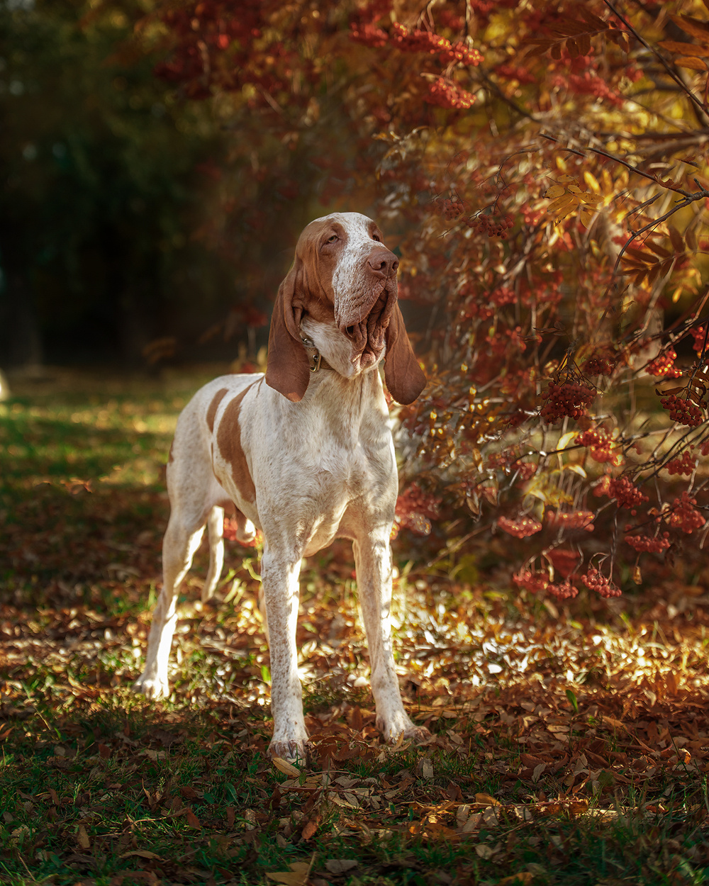 Фотосъемка с собакой. Фотограф в Новосибирске