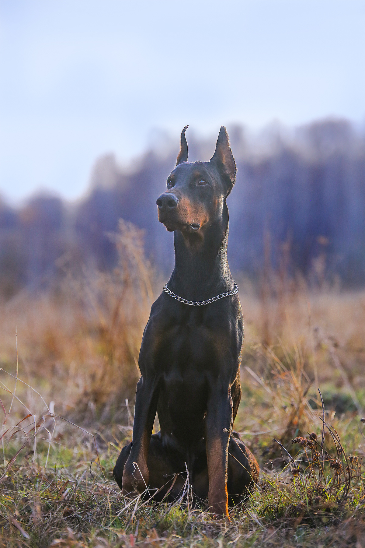 Фотографии собак  в Новосибирске. Фотограф в Новосибирске
