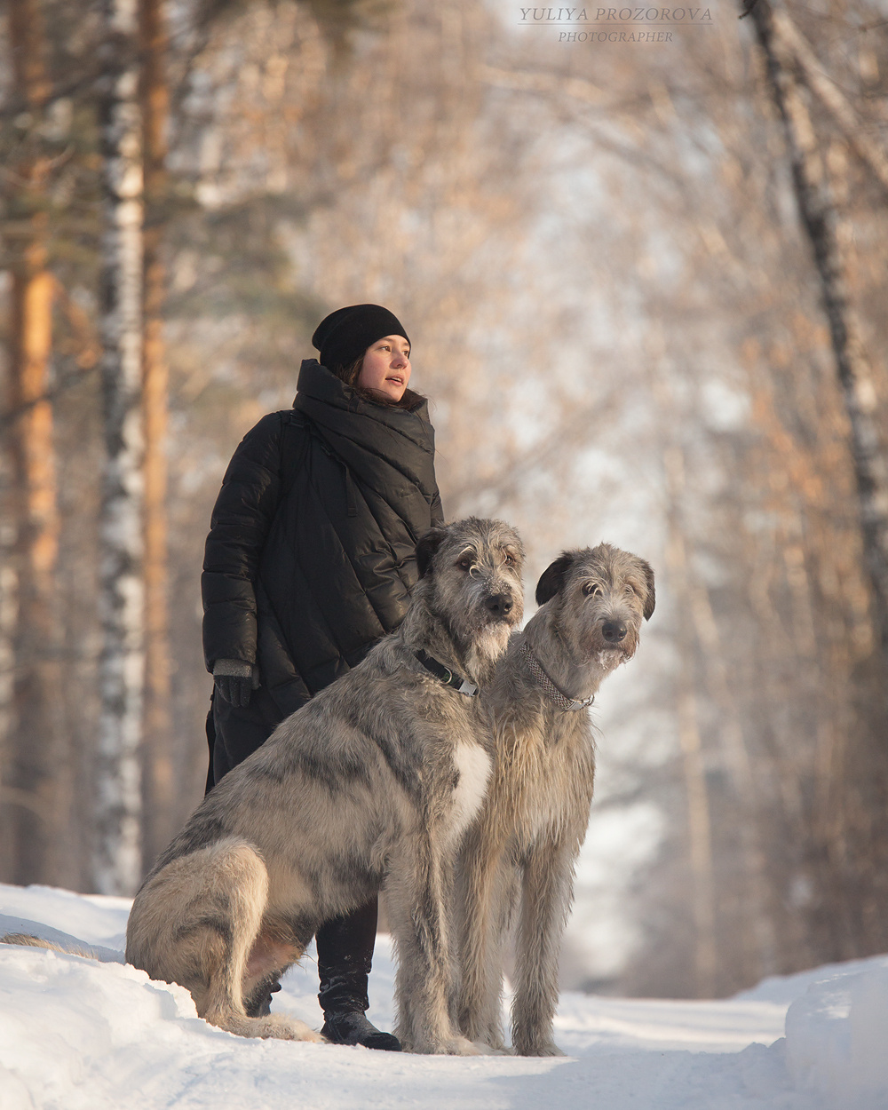 Фотосессия волкодавы. Фотограф в Новосибирске