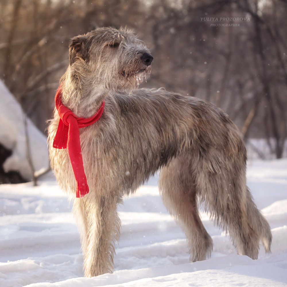 Фотосессия волкодавы. Фотограф в Новосибирске