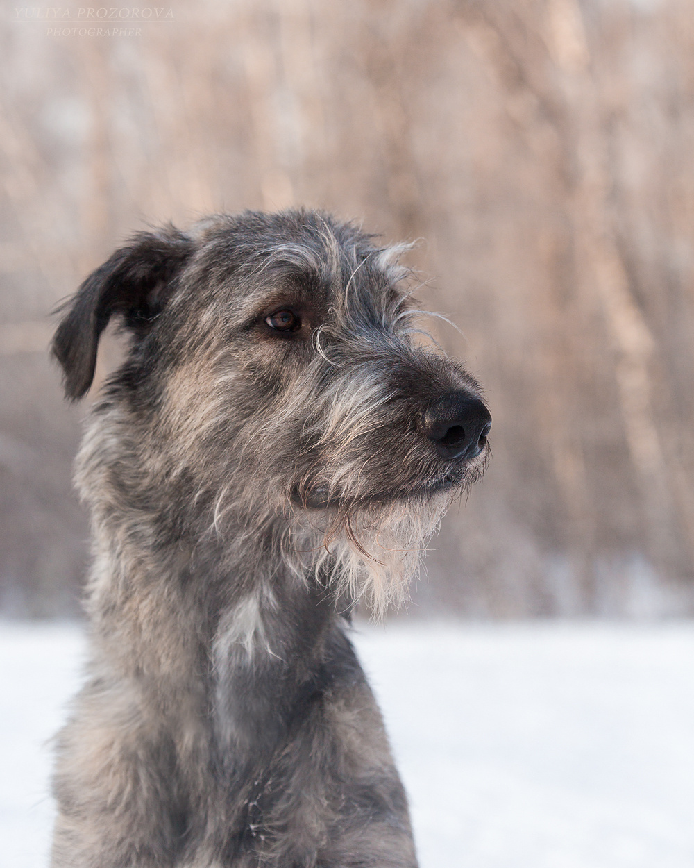 Фотосессия волкодавы. Фотограф в Новосибирске