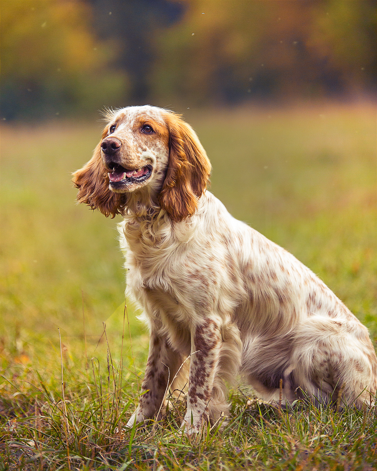 Фотографии собак  в Новосибирске. Фотограф в Новосибирске