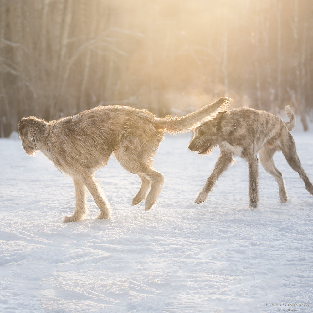 Фотосессия волкодавы. Фотограф в Новосибирске