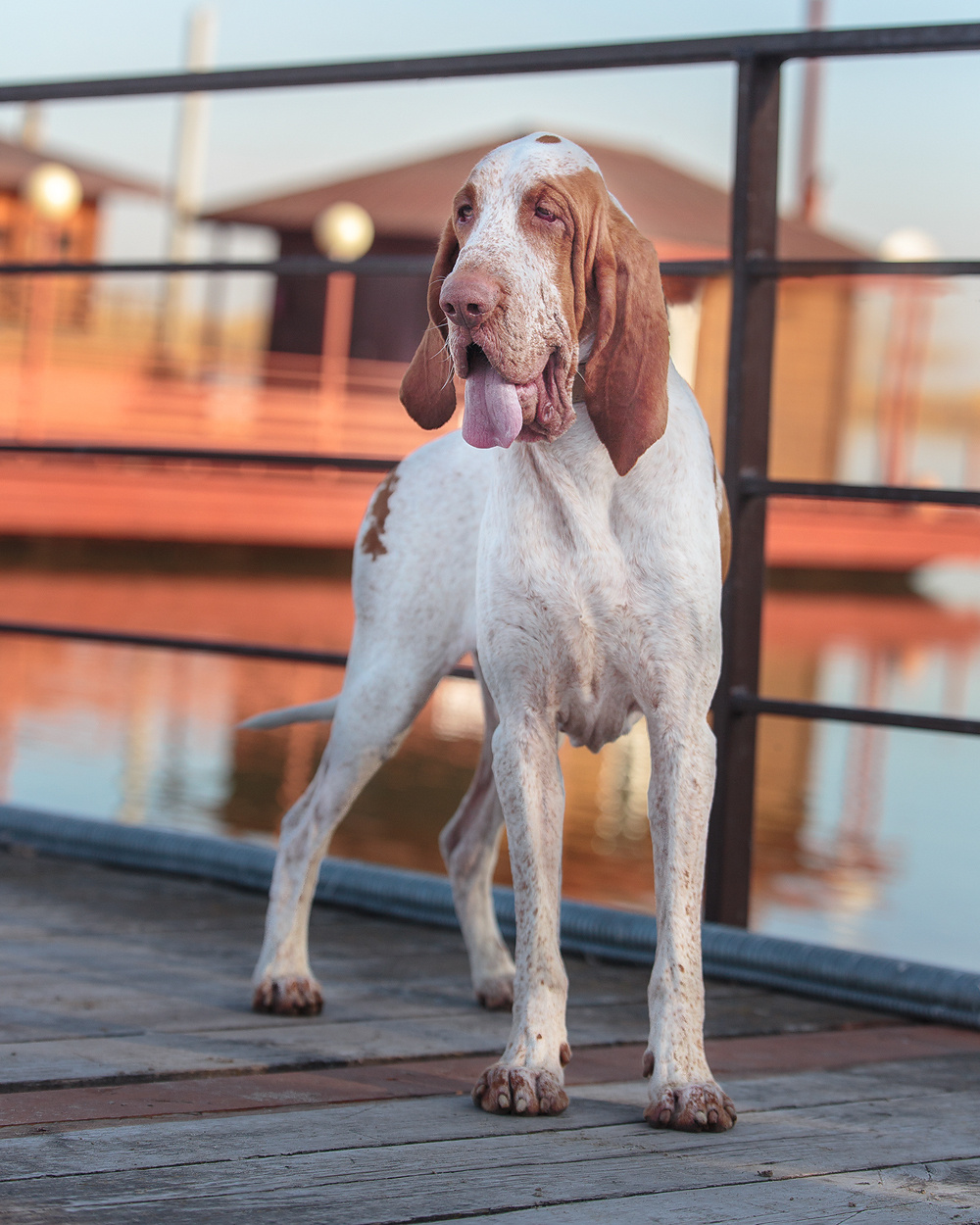 Фотосъемка с собакой. Фотограф в Новосибирске