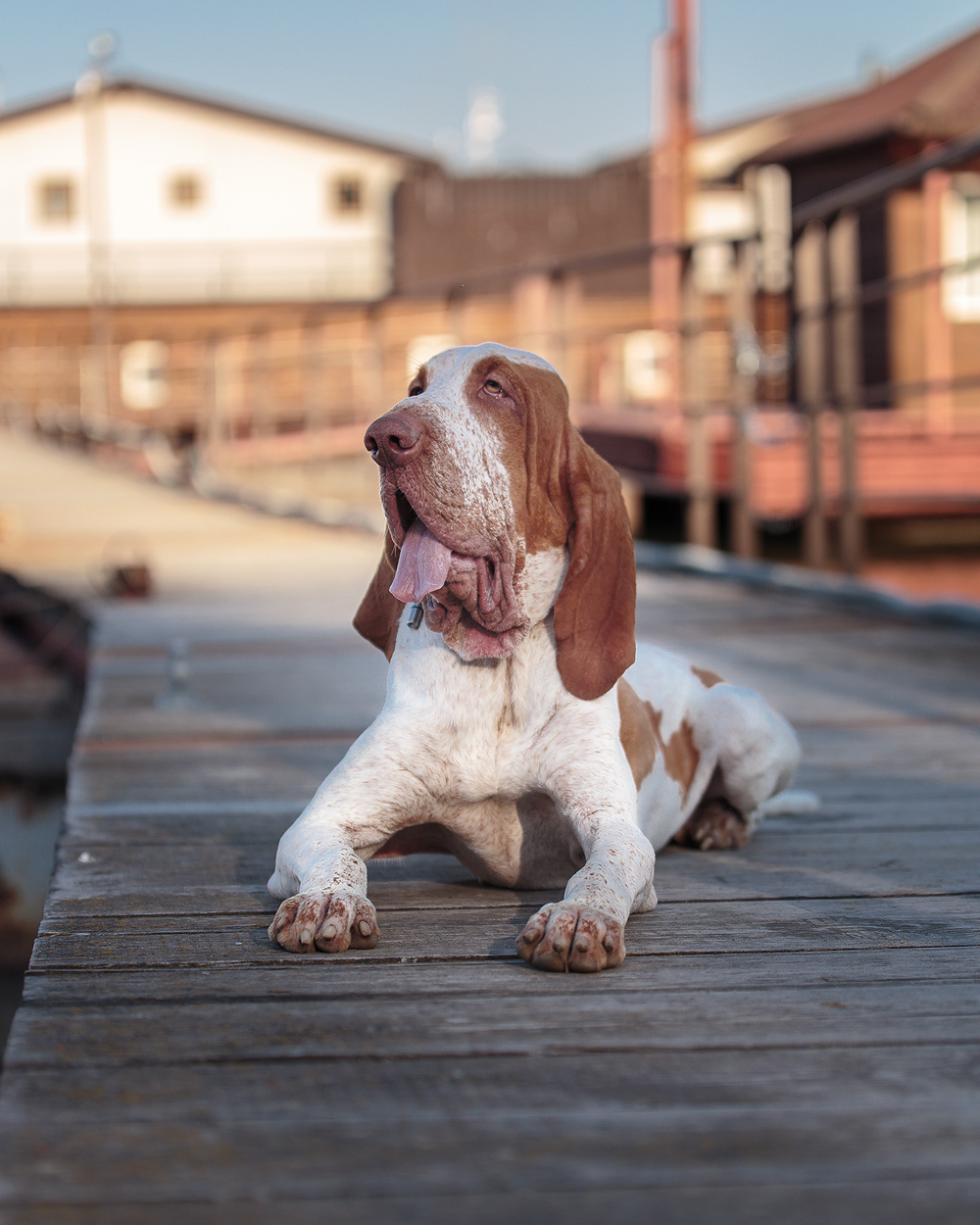 Фотосъемка с собакой. Фотограф в Новосибирске