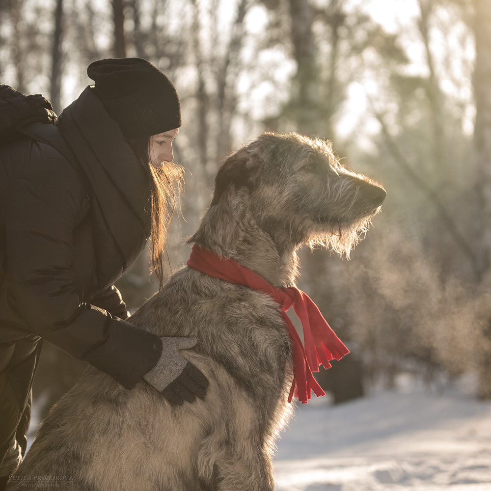 Фотосессия волкодавы. Фотограф в Новосибирске