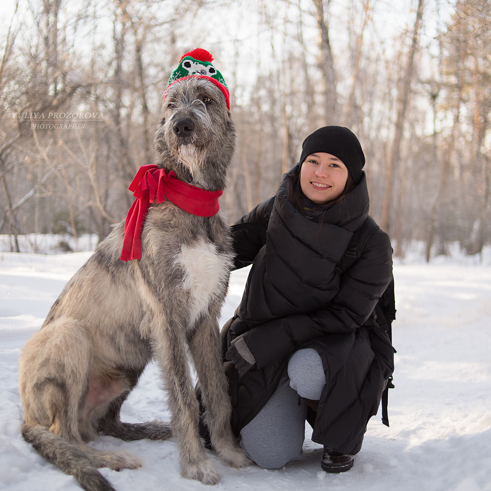 Фотосессия волкодавы. Фотограф в Новосибирске