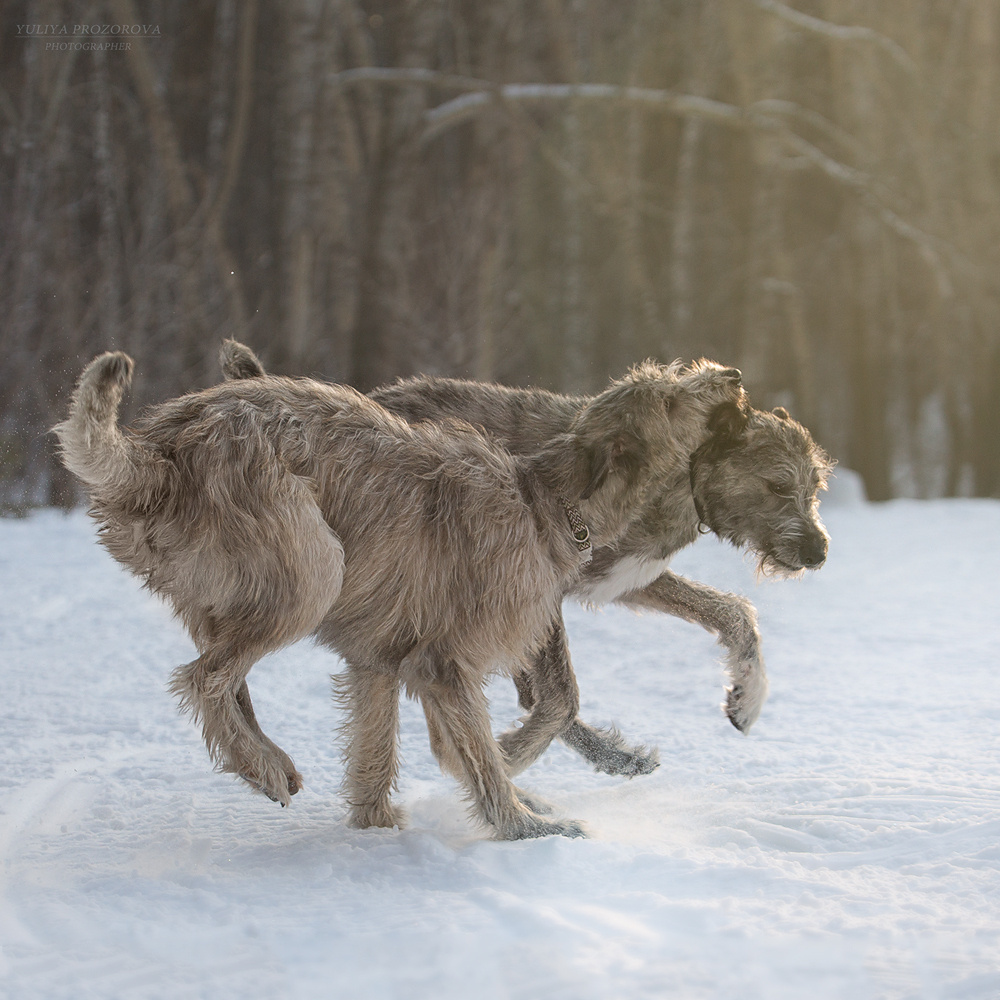 Фотосессия волкодавы. Фотограф в Новосибирске