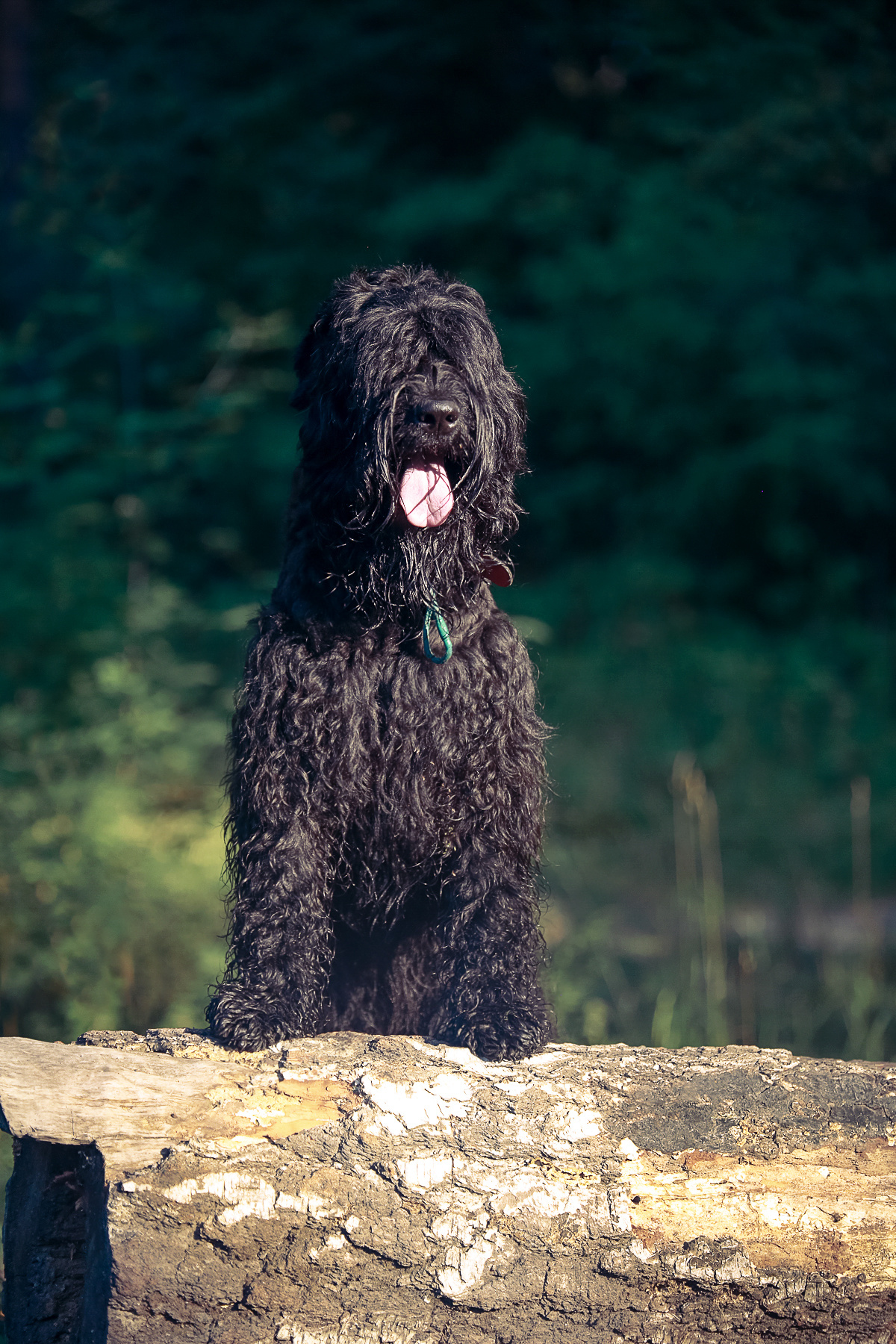 Фотографии собак  в Новосибирске. Фотограф в Новосибирске