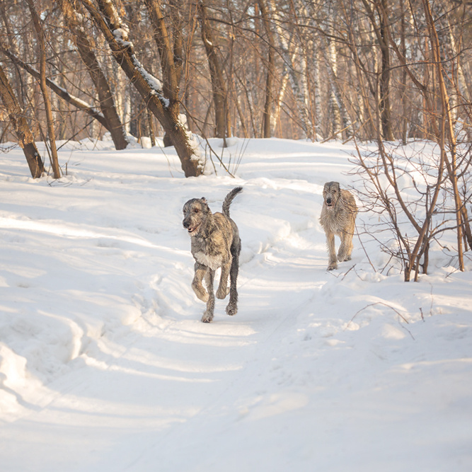 Фотосессия волкодавы. Фотограф в Новосибирске
