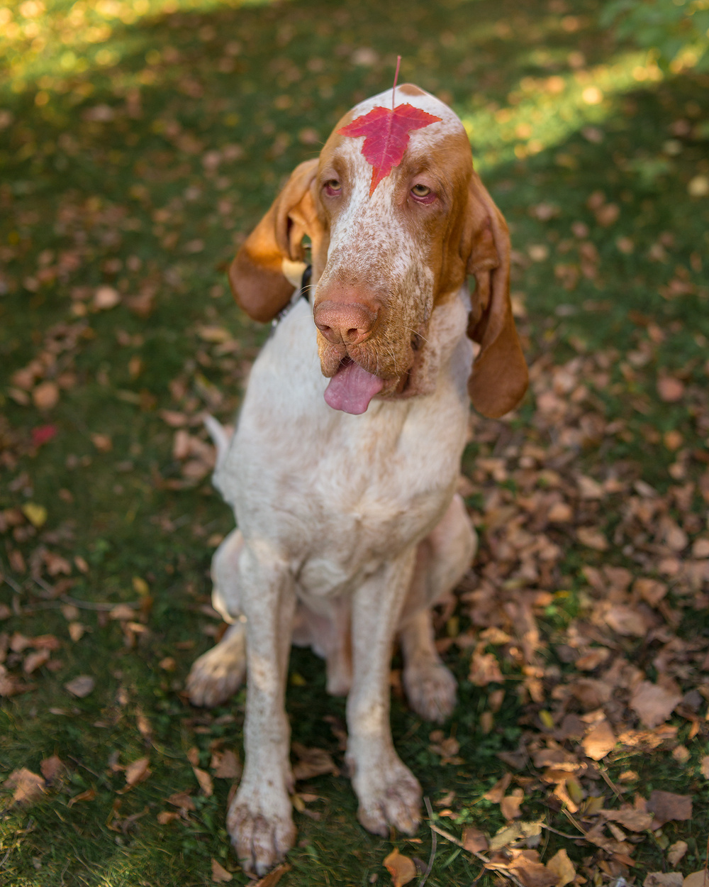 Фотосъемка с собакой. Фотограф в Новосибирске