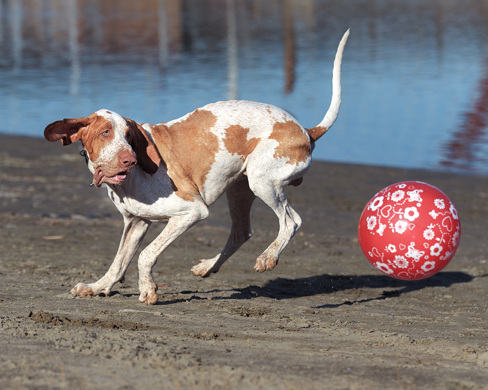 Фотосъемка с собакой. Фотограф в Новосибирске