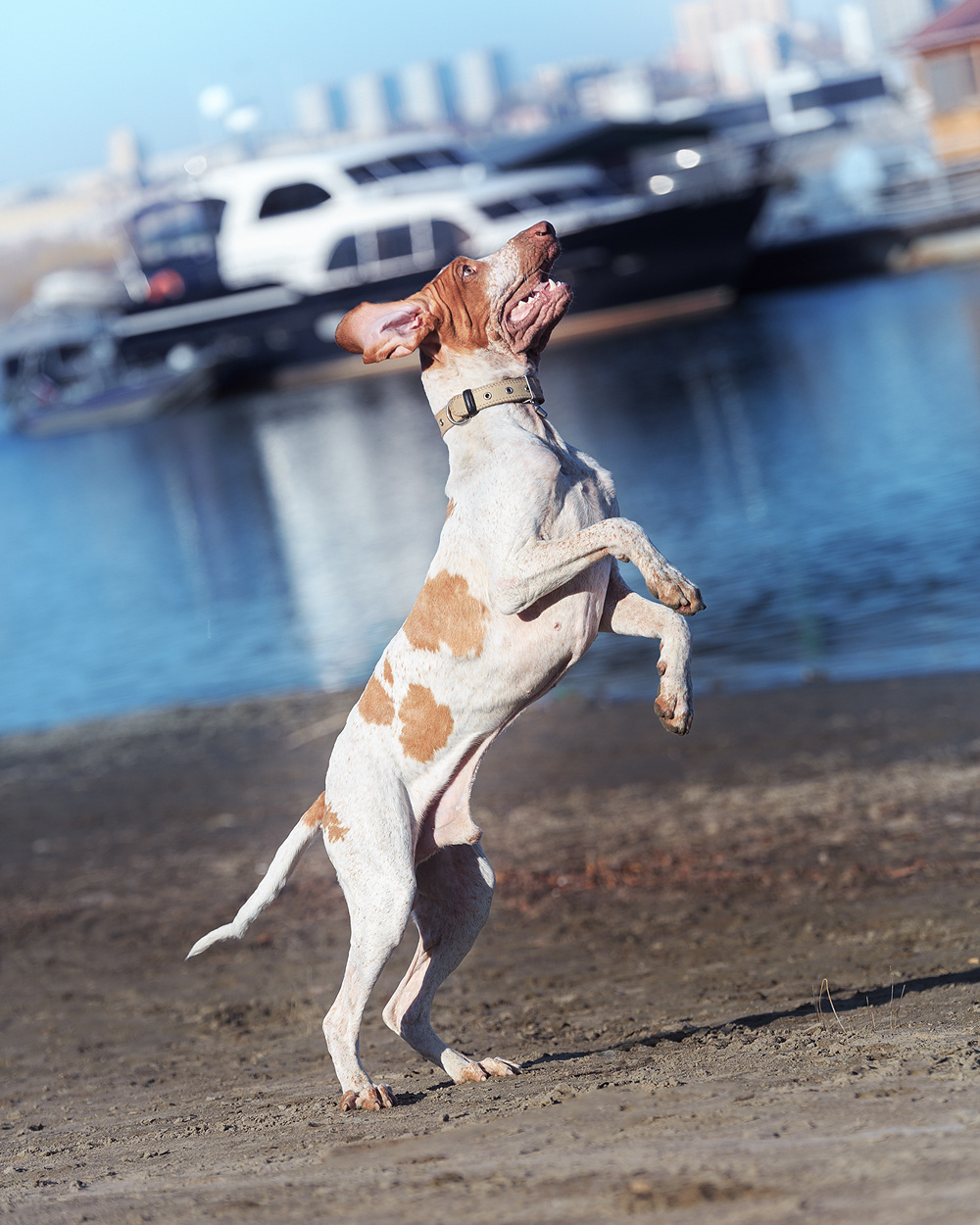 Фотосъемка с собакой. Фотограф в Новосибирске