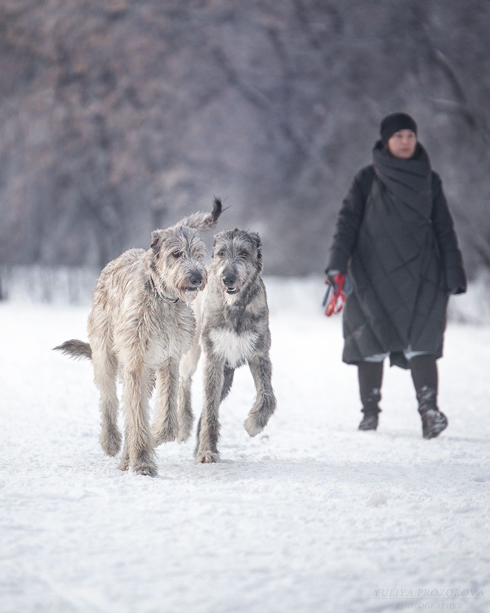 Фотосессия волкодавы. Фотограф в Новосибирске