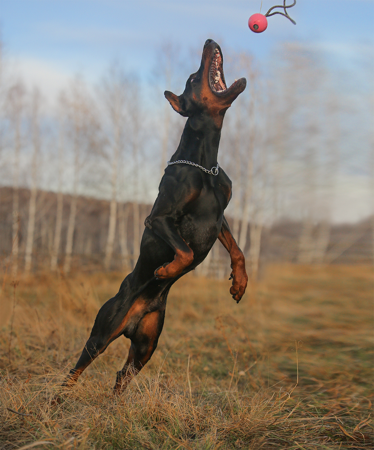 Фотографии собак  в Новосибирске. Фотограф в Новосибирске