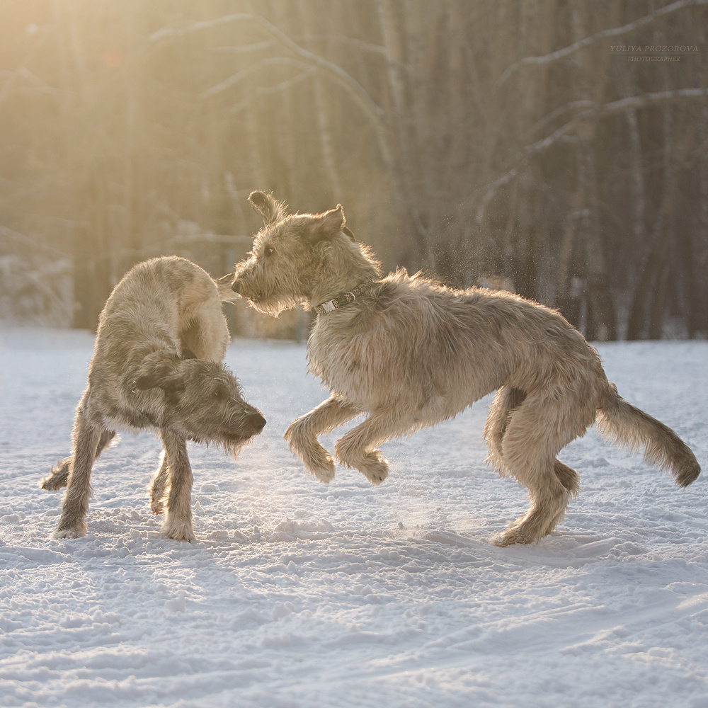 Фотосессия волкодавы. Фотограф в Новосибирске