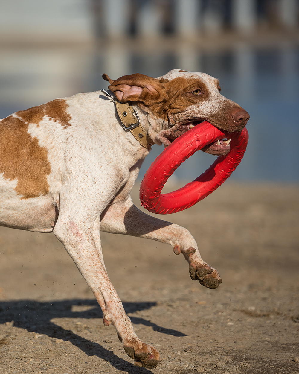 Фотосъемка с собакой. Фотограф в Новосибирске