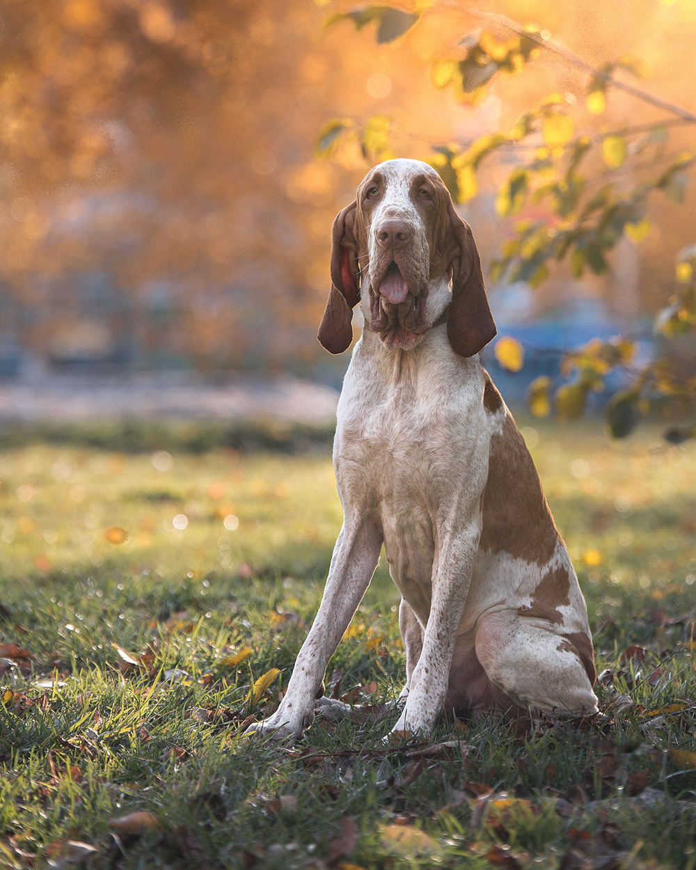 Фотосъемка с собакой. Фотограф в Новосибирске