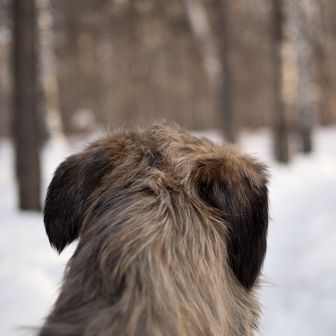 Фотосессия волкодавы. Фотограф в Новосибирске