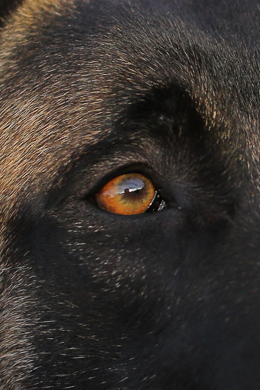 Фотографии собак  в Новосибирске. Фотограф в Новосибирске