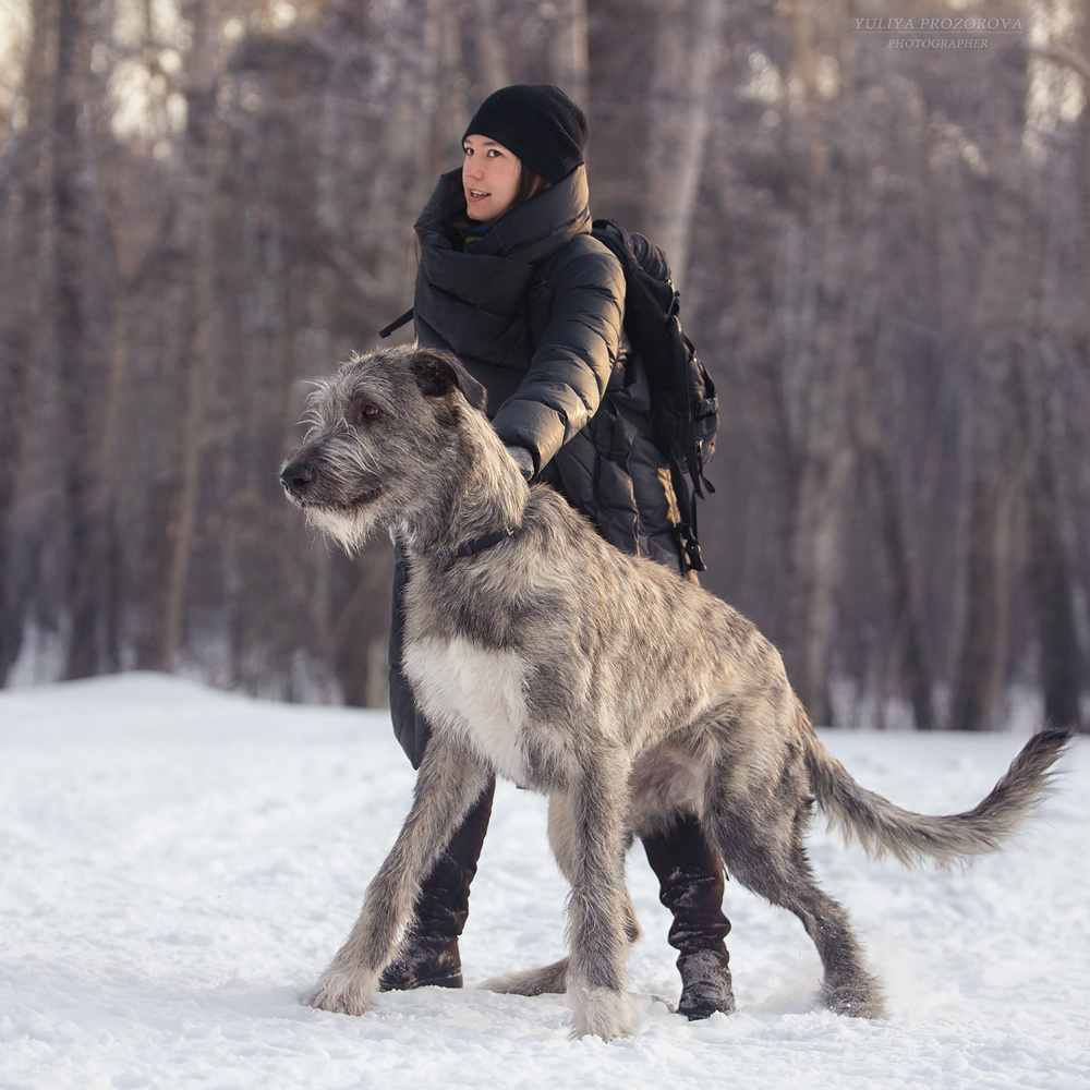 Фотосессия волкодавы. Фотограф в Новосибирске