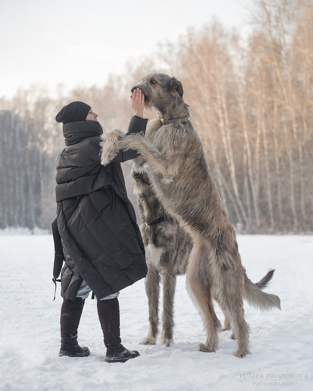 Фотосессия волкодавы. Фотограф в Новосибирске