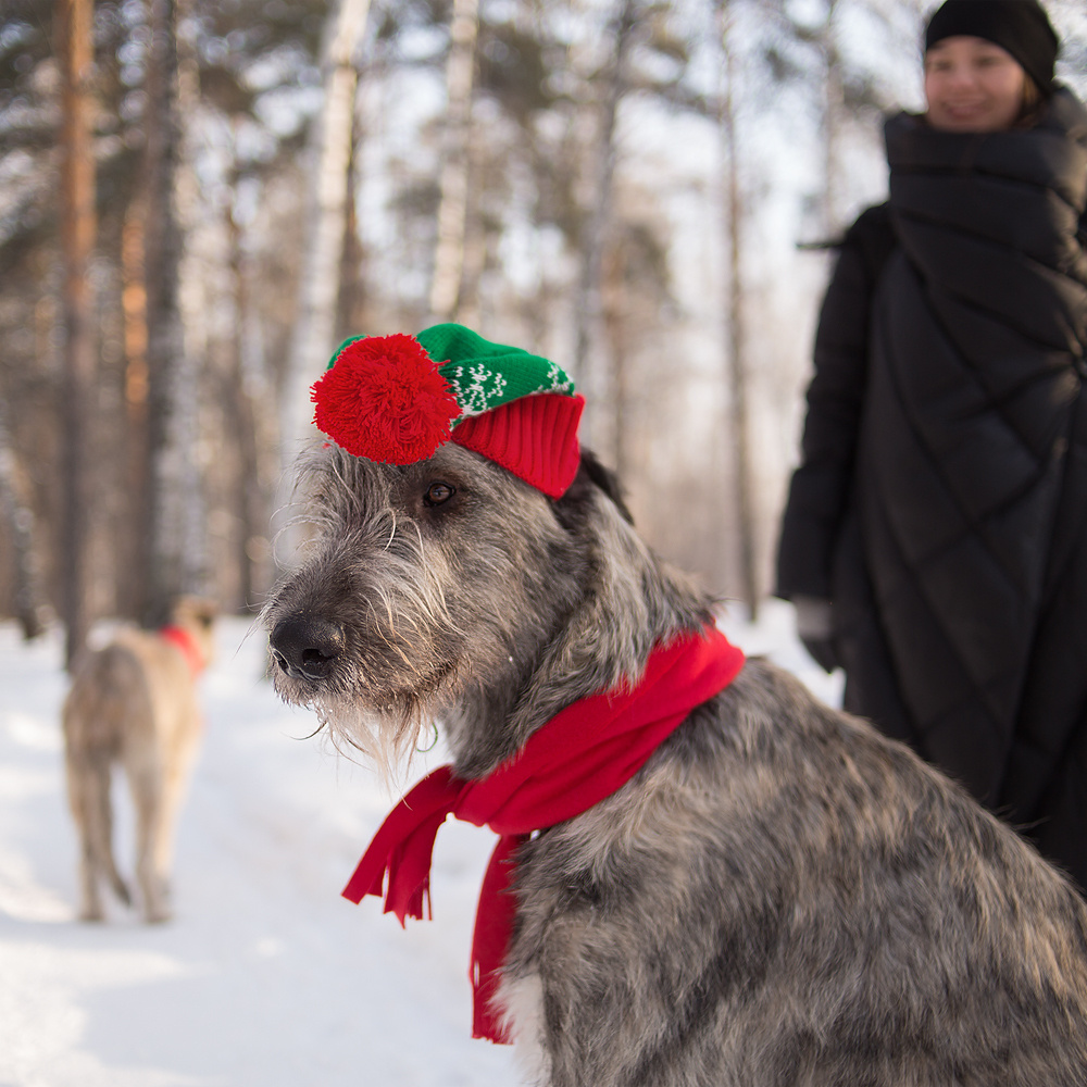 Фотосессия волкодавы. Фотограф в Новосибирске