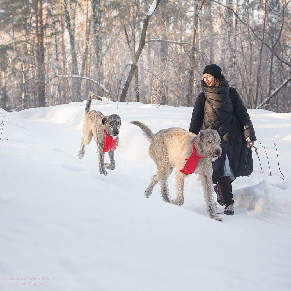 Фотосессия волкодавы. Фотограф в Новосибирске