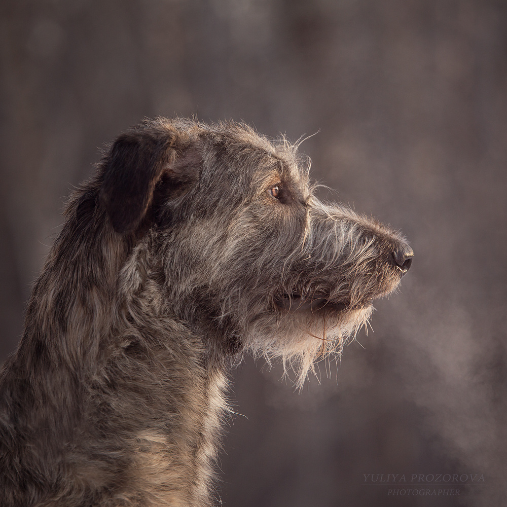 Фотосессия волкодавы. Фотограф в Новосибирске
