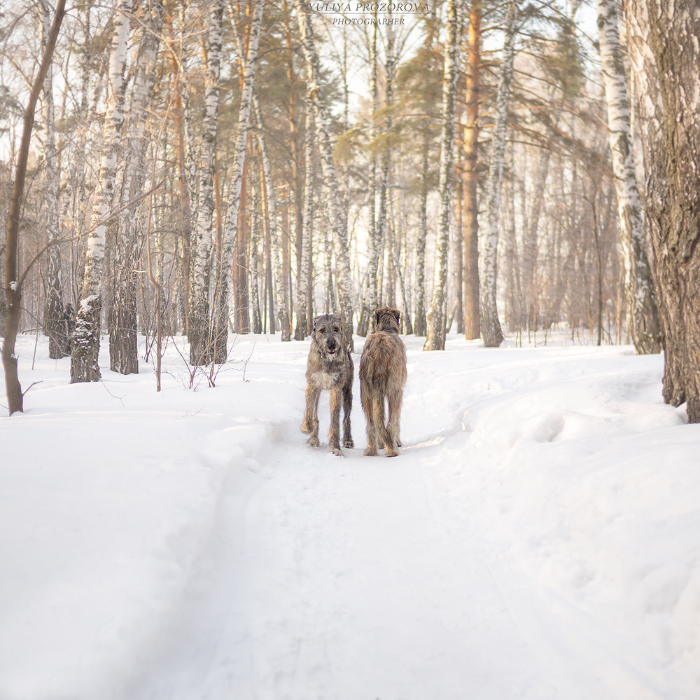 Фотосессия волкодавы. Фотограф в Новосибирске