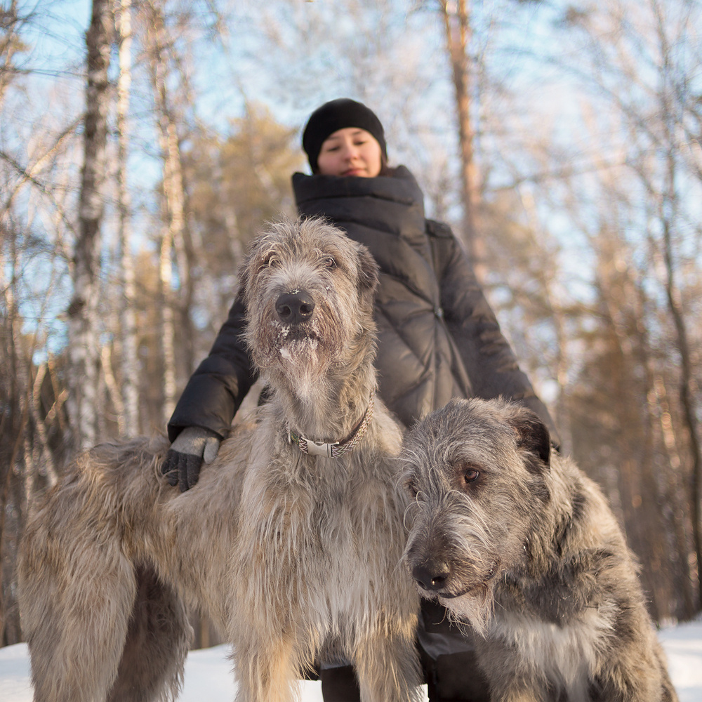 Фотосессия волкодавы. Фотограф в Новосибирске