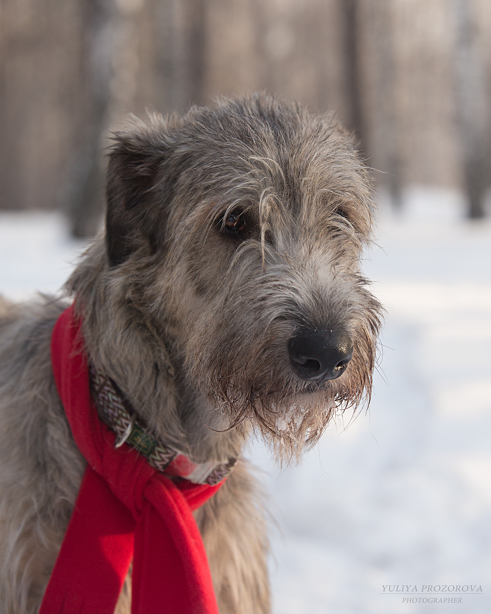 Фотосессия волкодавы. Фотограф в Новосибирске