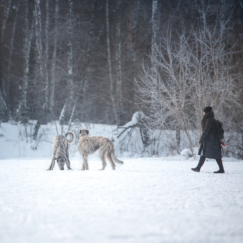 Фотосессия волкодавы. Фотограф в Новосибирске