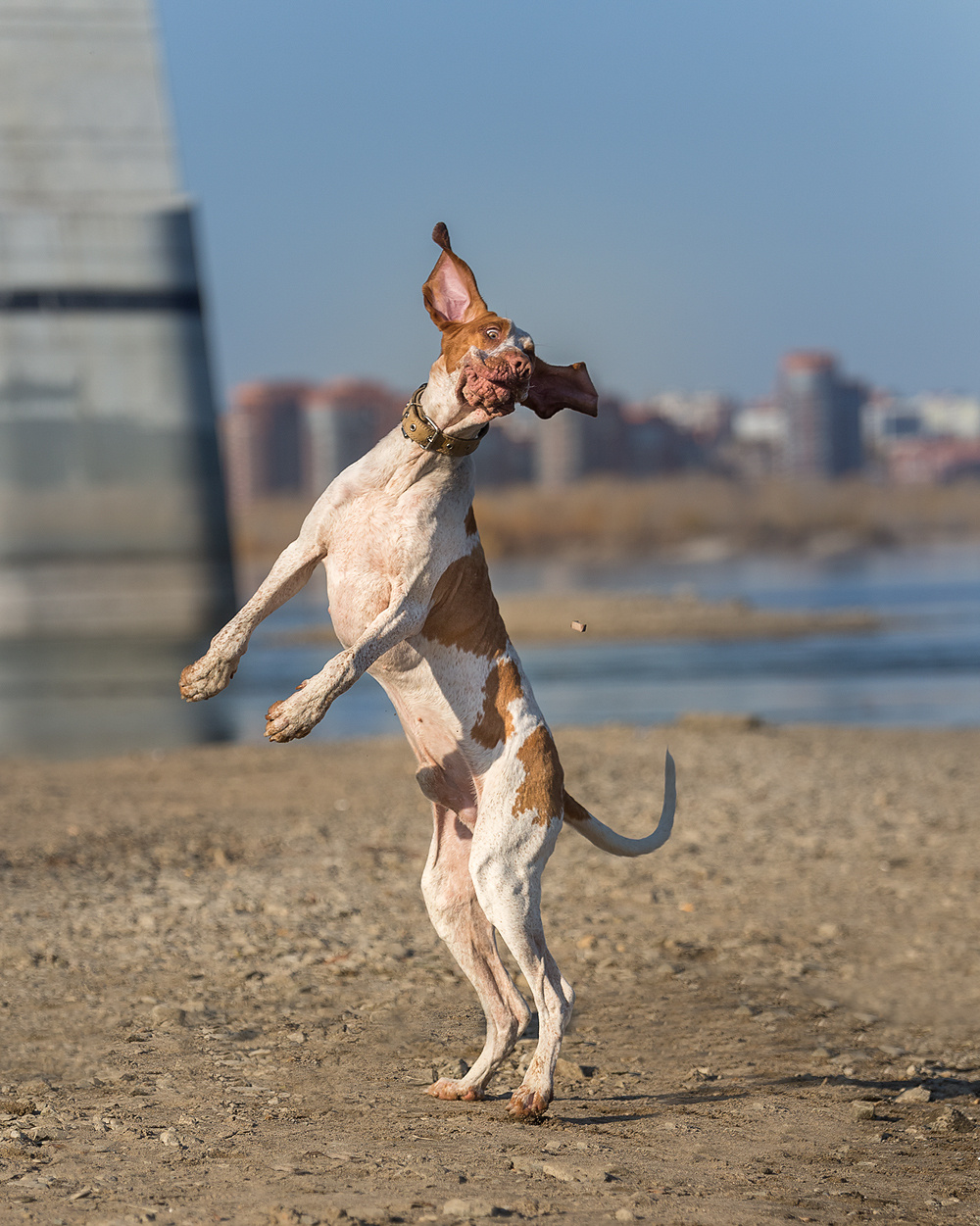 Фотосъемка с собакой. Фотограф в Новосибирске