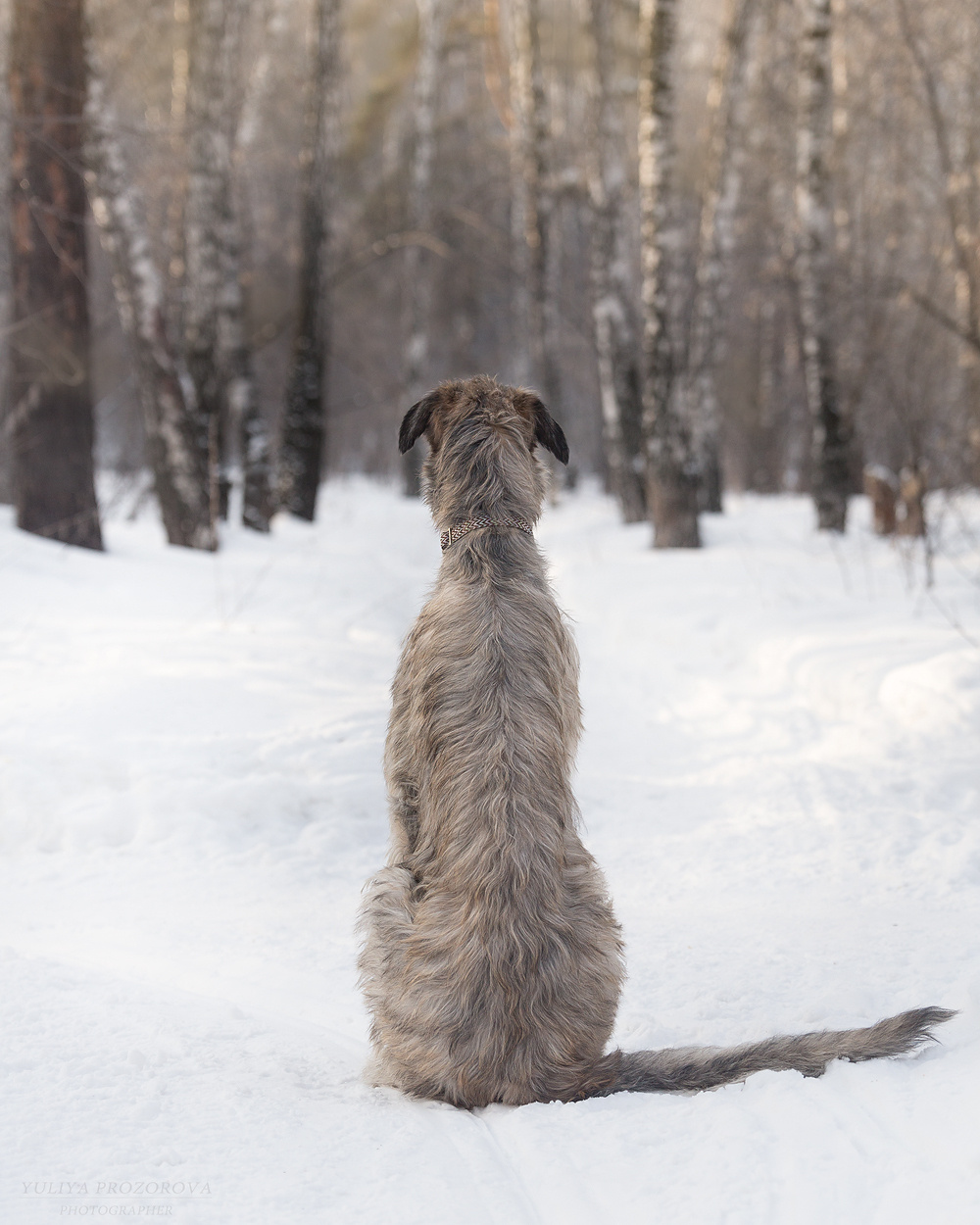 Фотосессия волкодавы. Фотограф в Новосибирске