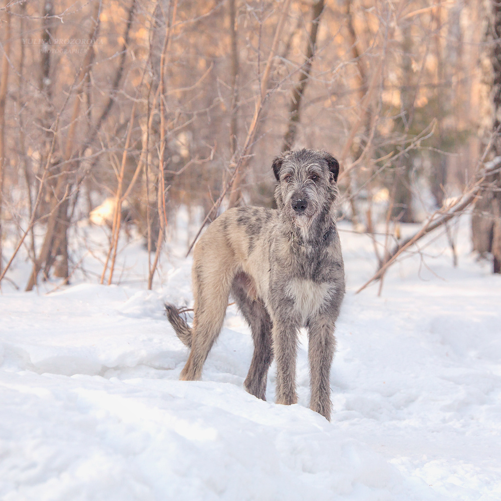Фотосессия волкодавы. Фотограф в Новосибирске