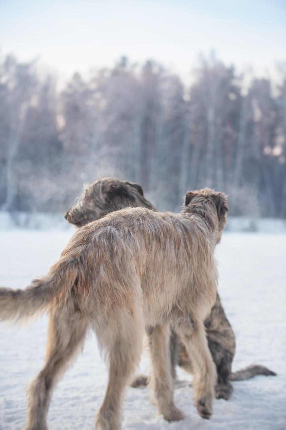 Фотосессия волкодавы. Фотограф в Новосибирске