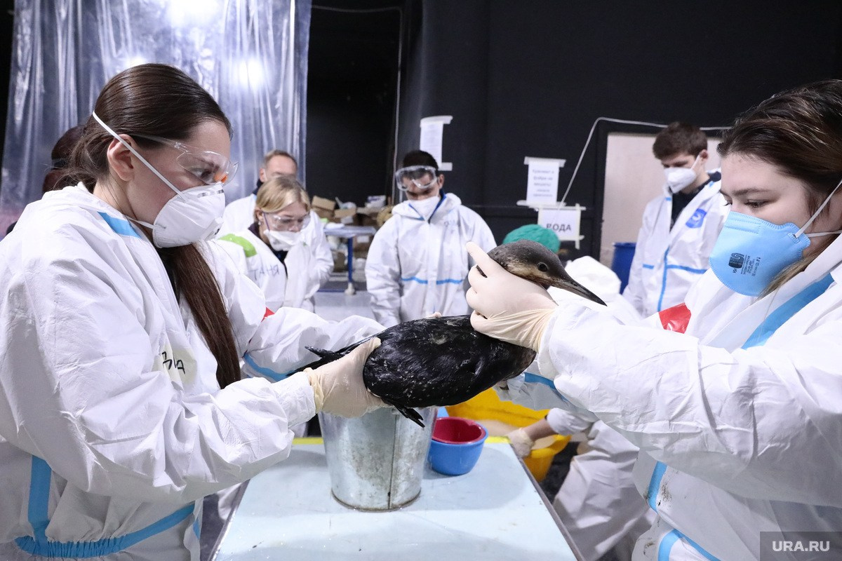 Разлив нефти в Чёрном море — 2025. Роман Наумов профессиональный фотограф