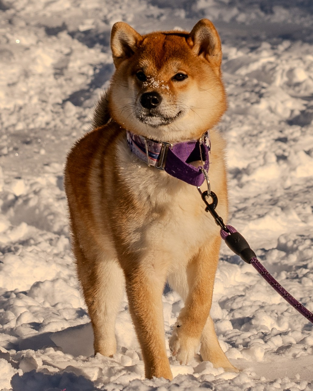 Mountain Patrol. Анастасия Паршукова — фотограф Шерегеш Новосибирск