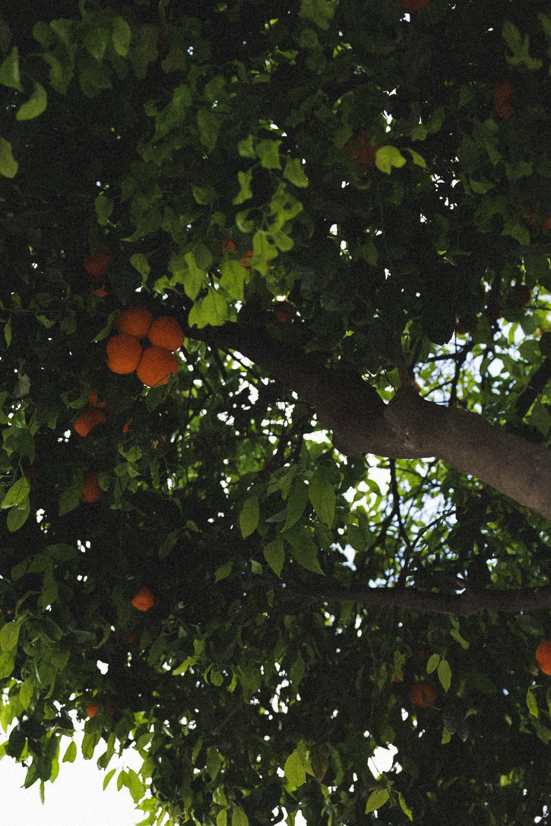 Olga. Портретный и свадебный фотограф в Нижнем Новгороде | Анна Бейль