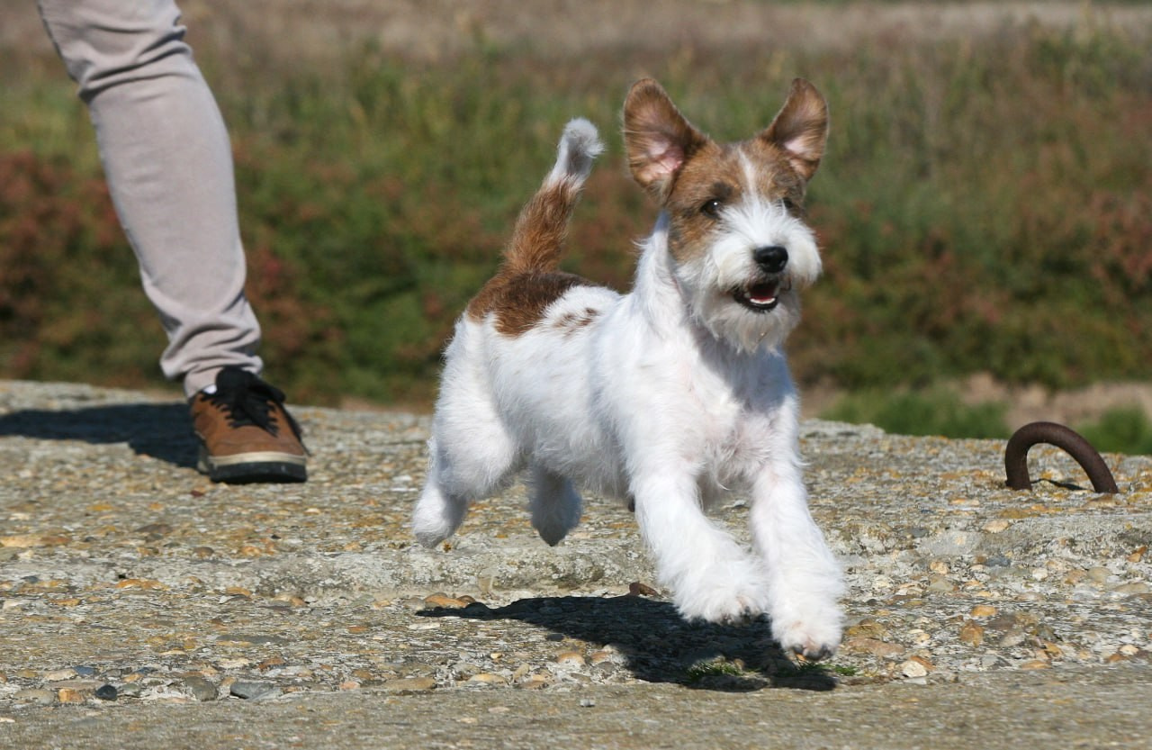 Lovely -Orange Team Spirit. Lovely-Orange питомник джек рассел терьеров