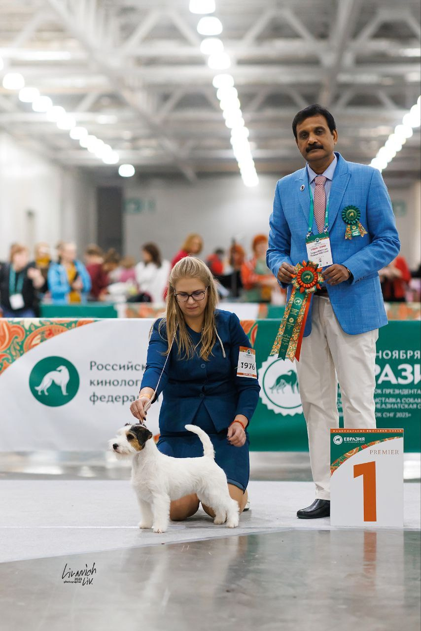 Lovely-Orange Teriyaki. Lovely-Orange питомник джек рассел терьеров