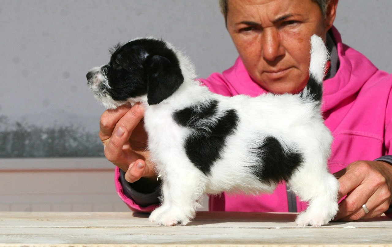 Кобель. Lovely-Orange питомник джек рассел терьеров