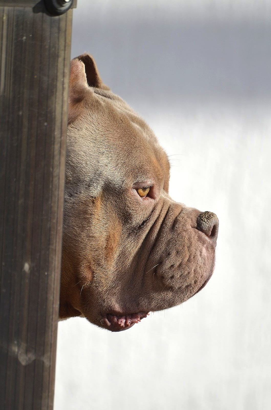 Булли стандарт кобель Зидан. ПИТОМНИК СОБАК ПОРОДЫ АМЕРИКАНСКИЙ БУЛЛИ
