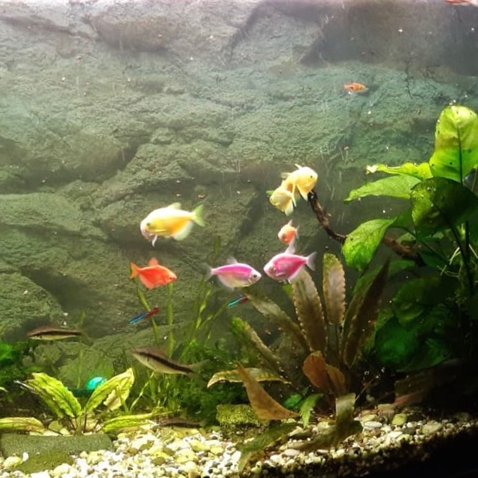 🐾 ДОМАШНЯЯ ВЫСТАВКА ПИТОМЦЕВ: КТО У КОГО ЖИВЁТ? 🐱🐶