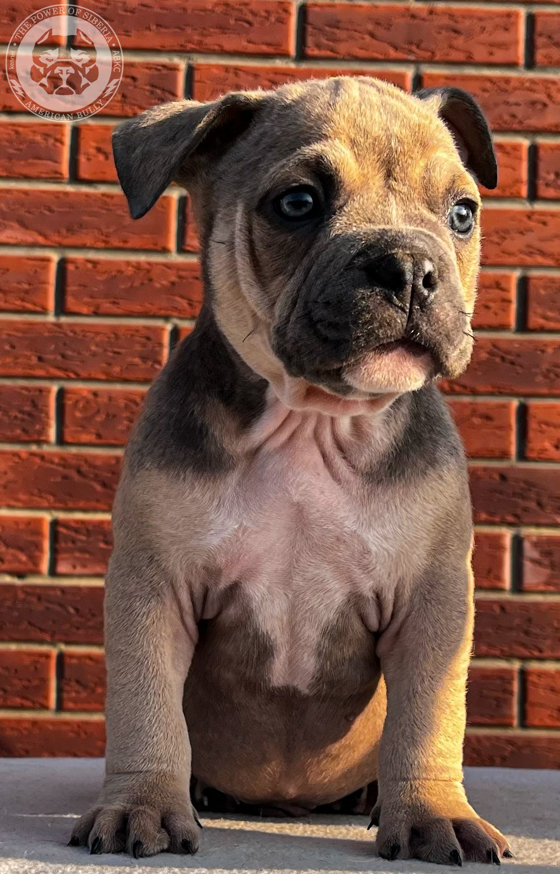 Помет Каспер и Тагира. 21.04.25. Американский Булли в г. Ростов-на-Дону. Питомник THE POWER OF SIBERIA