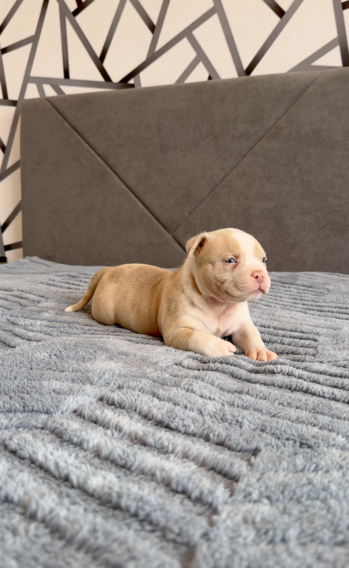 Свободные щенки Американский Булли, в типах покет, классик, стандарт. Американский Булли в г. Ростов-на-Дону. Питомник THE POWER OF SIBERIA