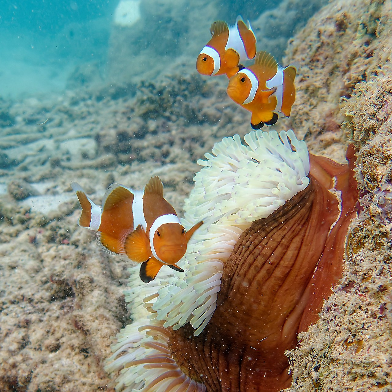 Мне посмотреть. Рыбов показываю