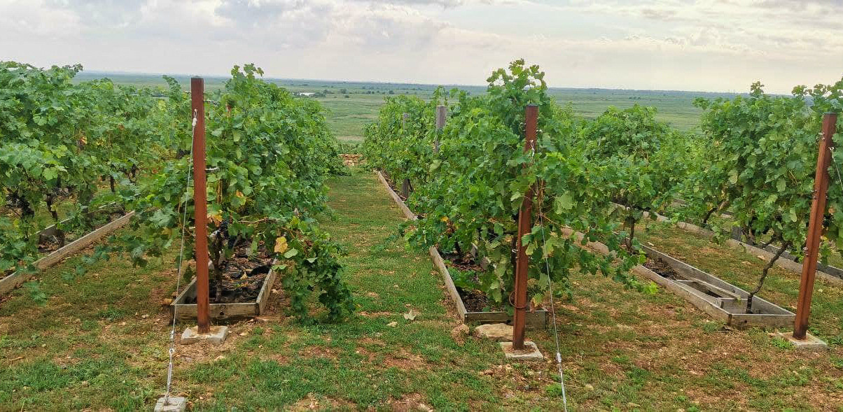 Винодельня. Фотограф Ростов-на-Дону Белла Керимова