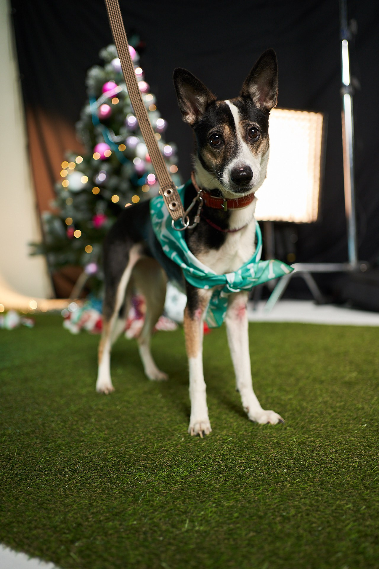 Проект «Андердоги» для коллаборации Фонда «Рэй», Sports.ru, Пари. Фотограф анималист Москва Дарья